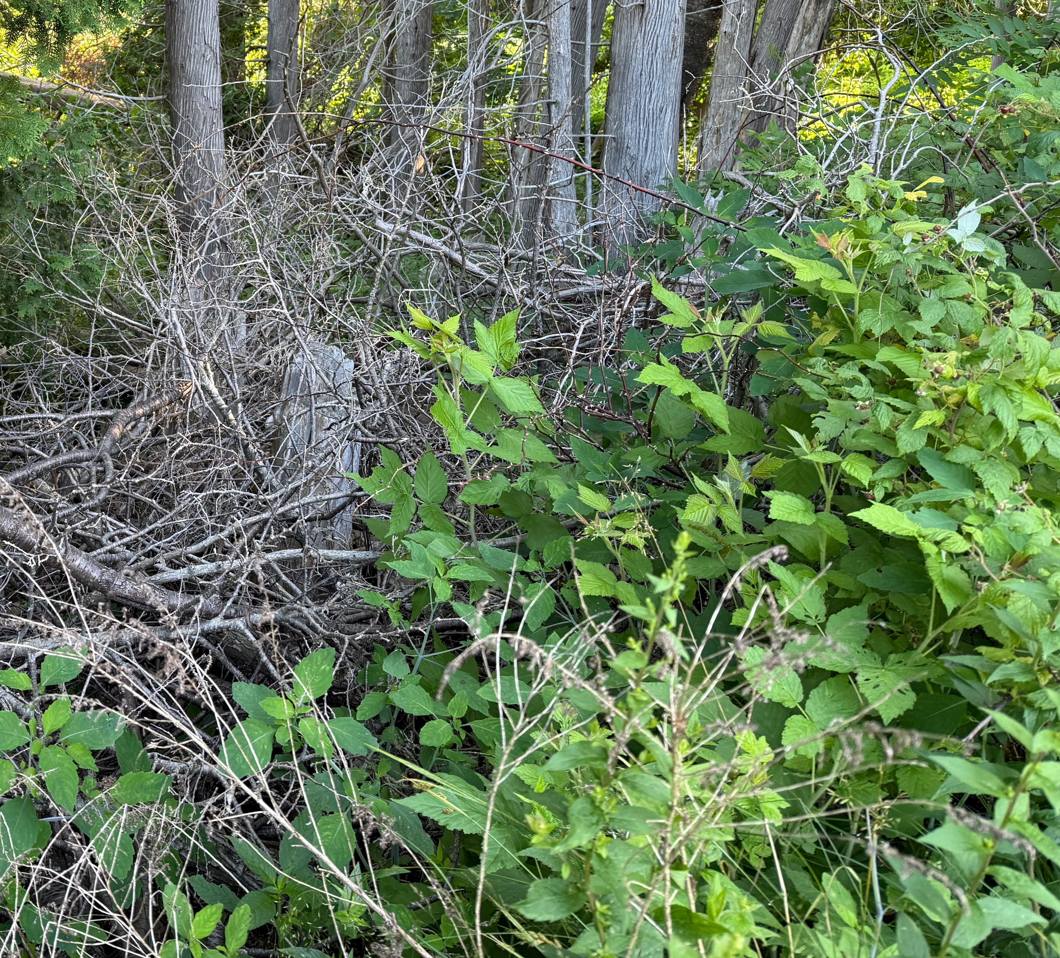 A photograph of a wooded thicket